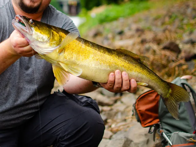 Zander