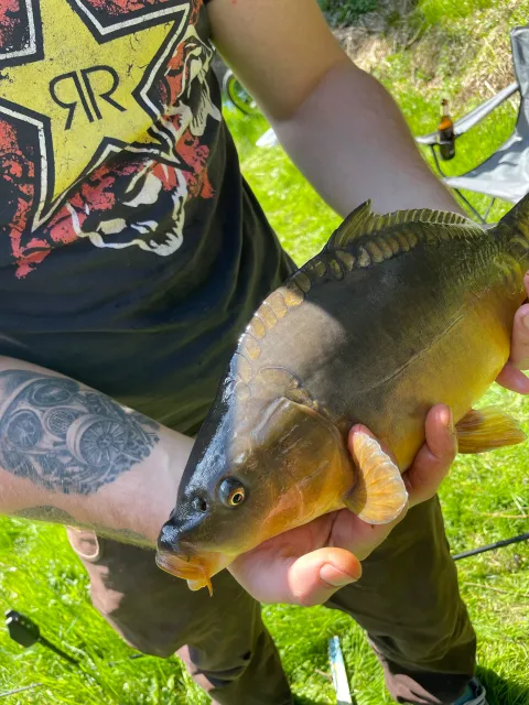 Karpfen