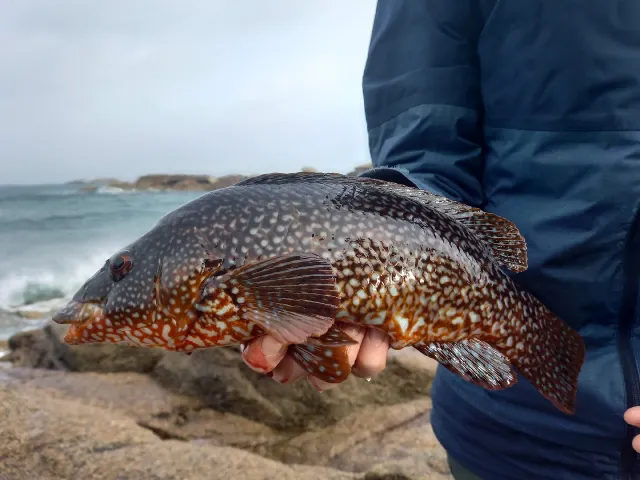 Lippfisch