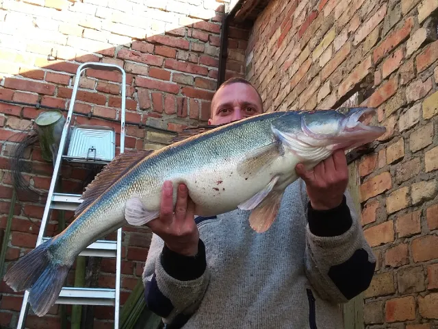 Zander