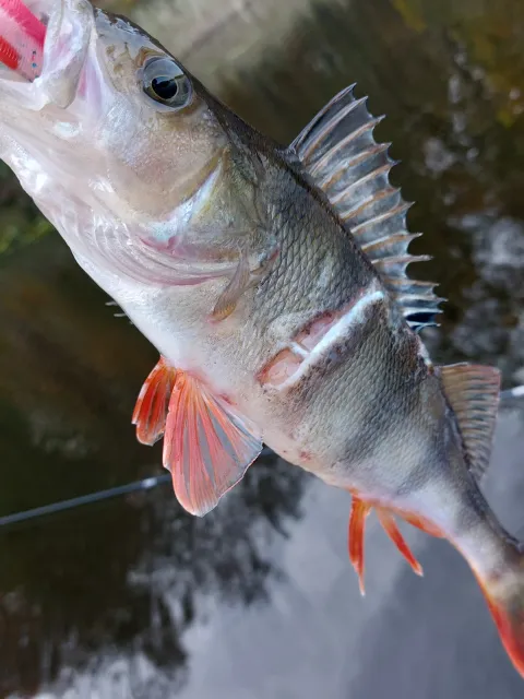 Flussbarsch