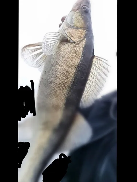 Zander