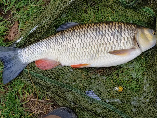 Döbel