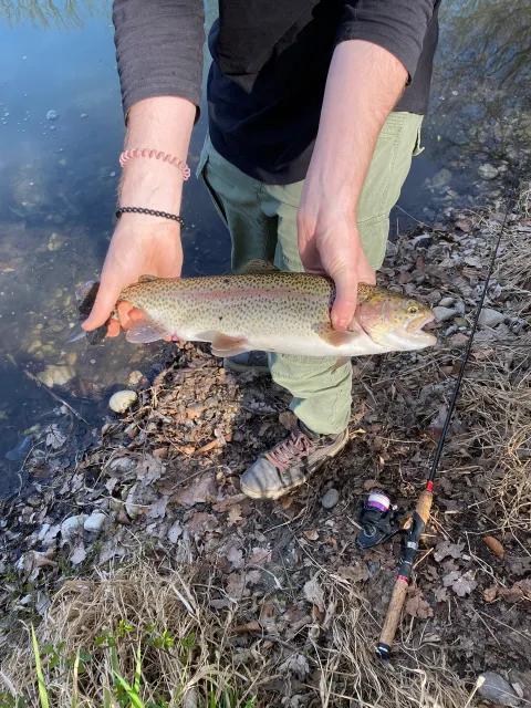Regenbogenforelle