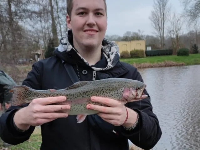 Regenbogenforelle