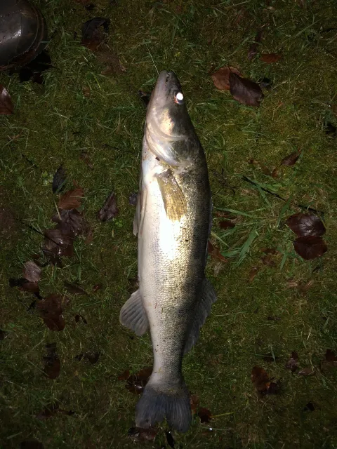 Zander