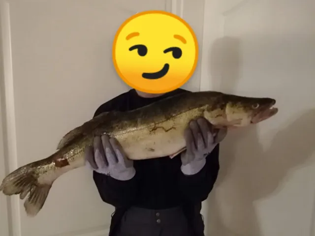 Zander