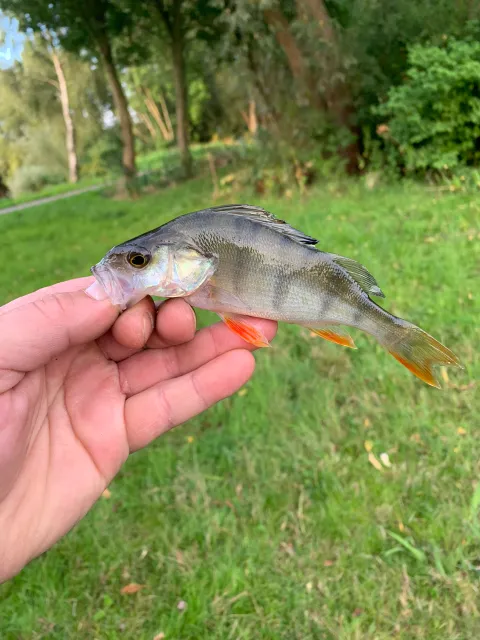 Flussbarsch