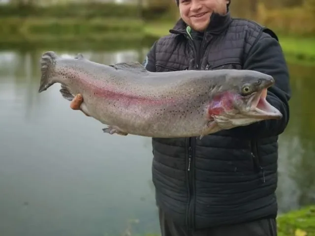 Regenbogenforelle