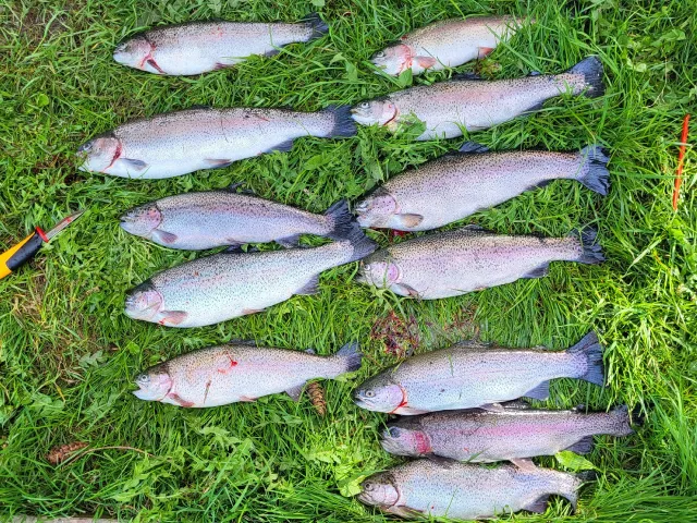 Regenbogenforelle
