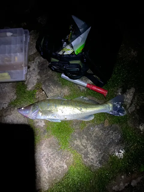 Zander