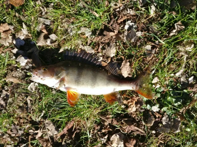 Flussbarsch