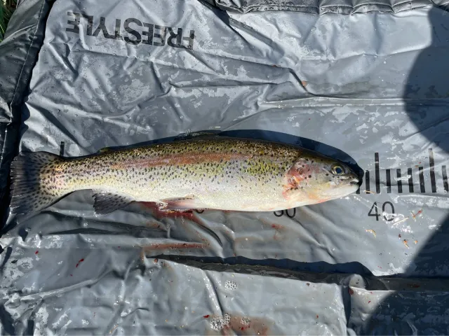 Regenbogenforelle