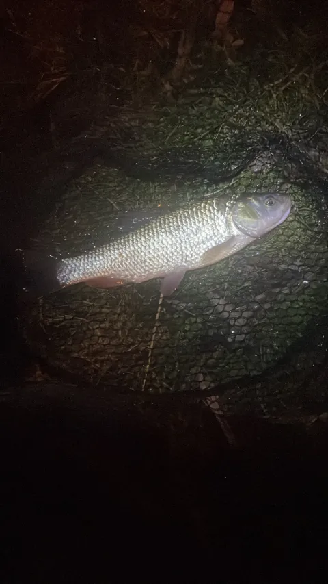 Döbel