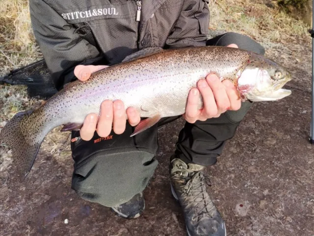 Regenbogenforelle