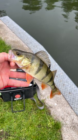 Flussbarsch