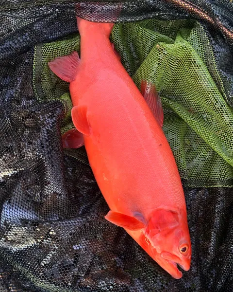 Regenbogenforelle