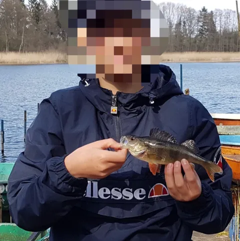 Flussbarsch