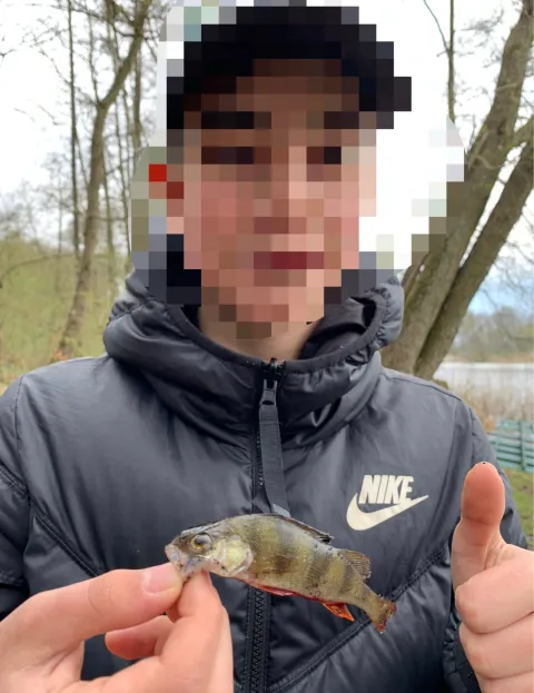 Flussbarsch