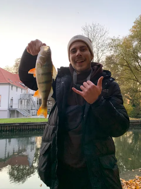 Flussbarsch