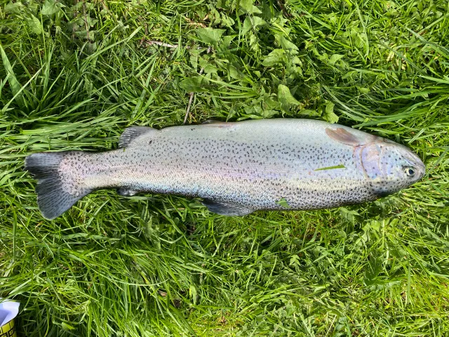 Regenbogenforelle