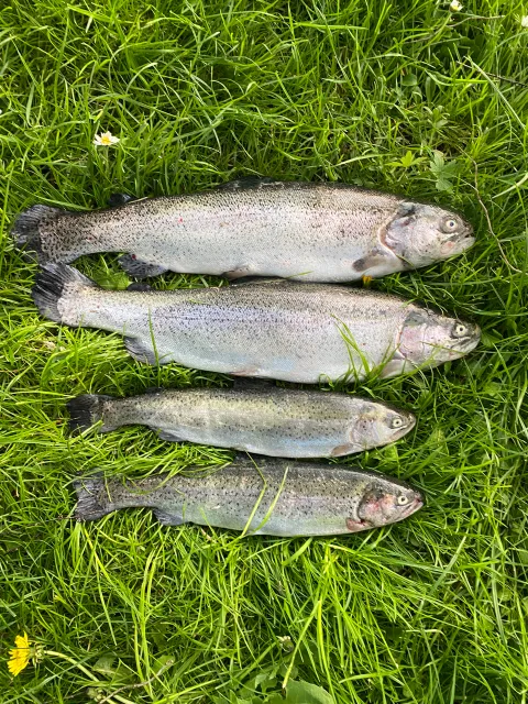 Regenbogenforelle