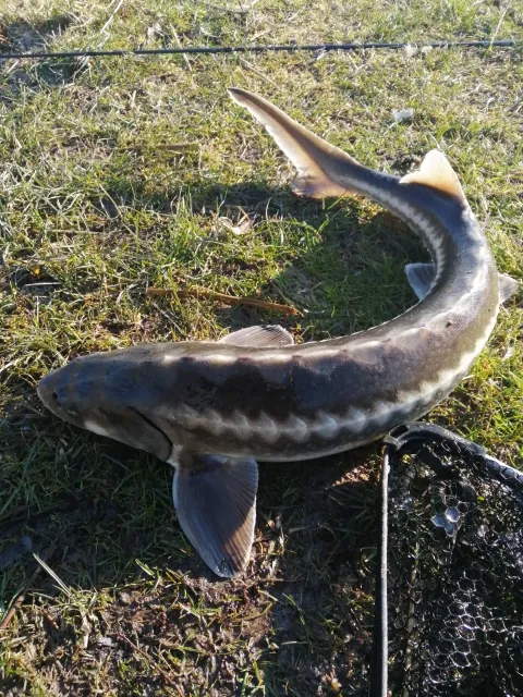 Stör