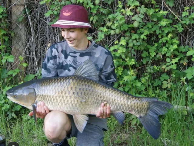 Graskarpfen