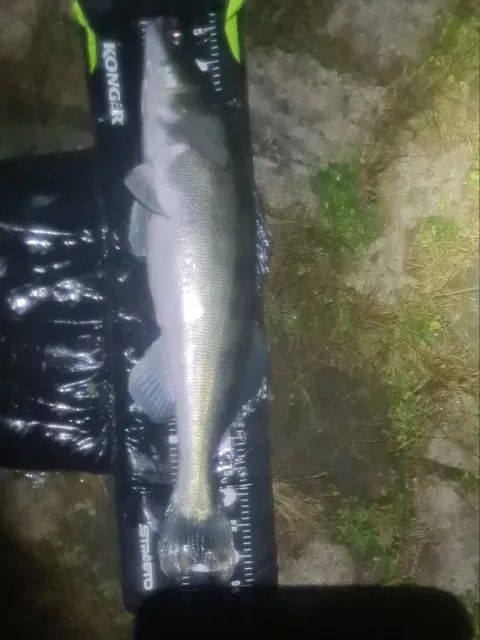 Zander