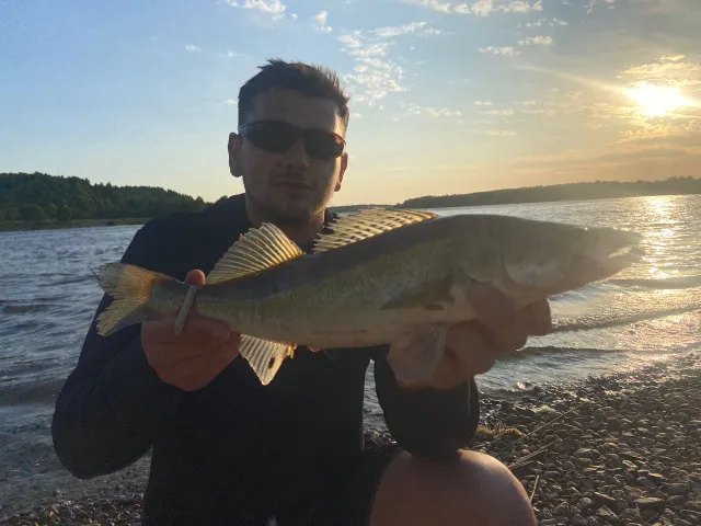 Zander