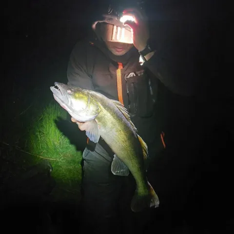 Zander