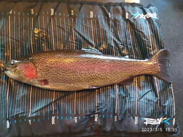 Regenbogenforelle