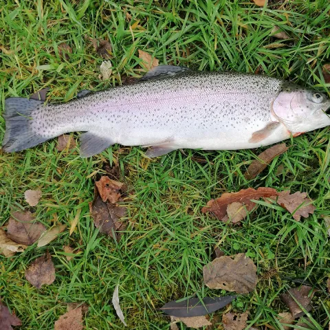 Regenbogenforelle