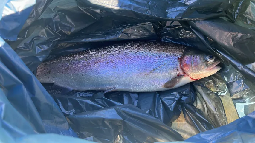 Regenbogenforelle