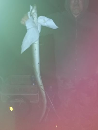 Aal