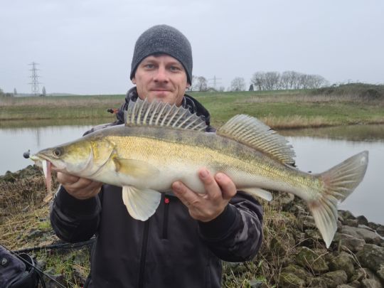 Zander