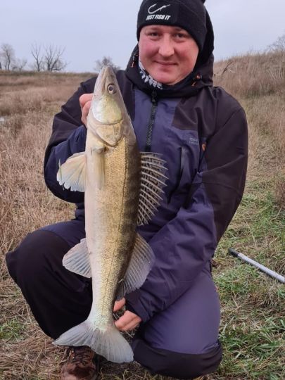 Zander