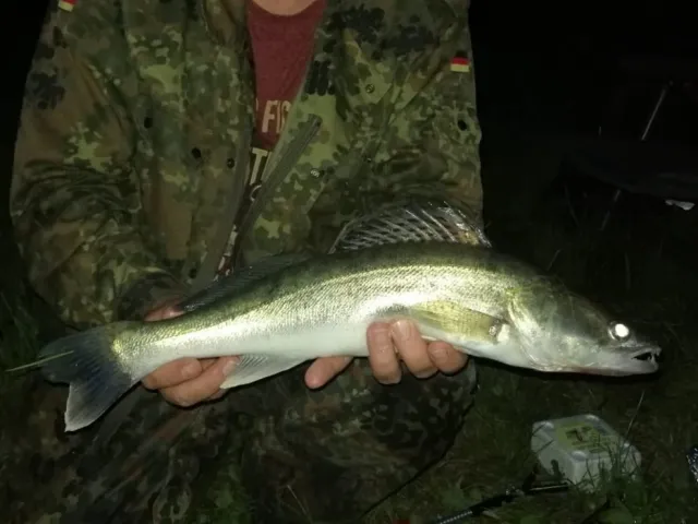 Zander