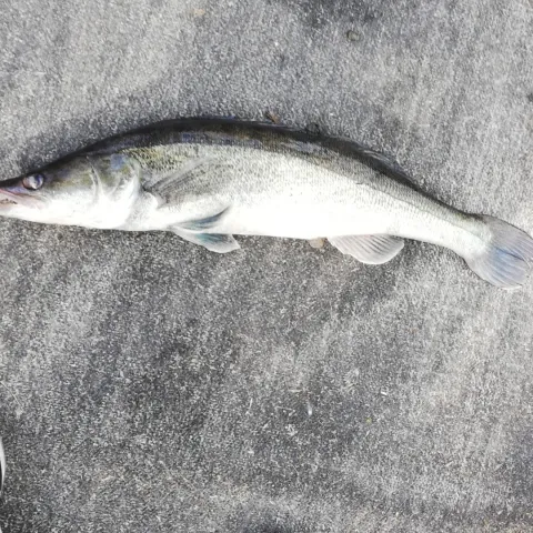 Zander