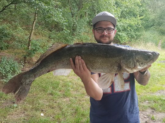 Zander