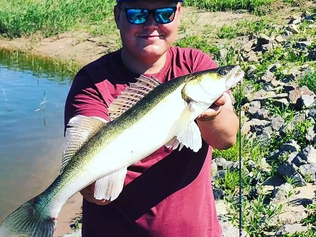Zander