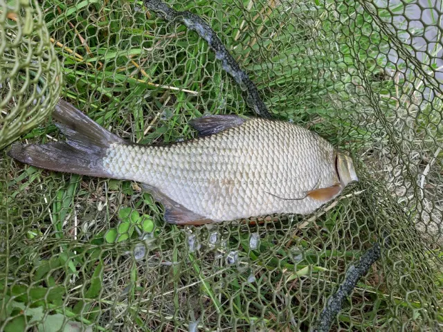 Karausche