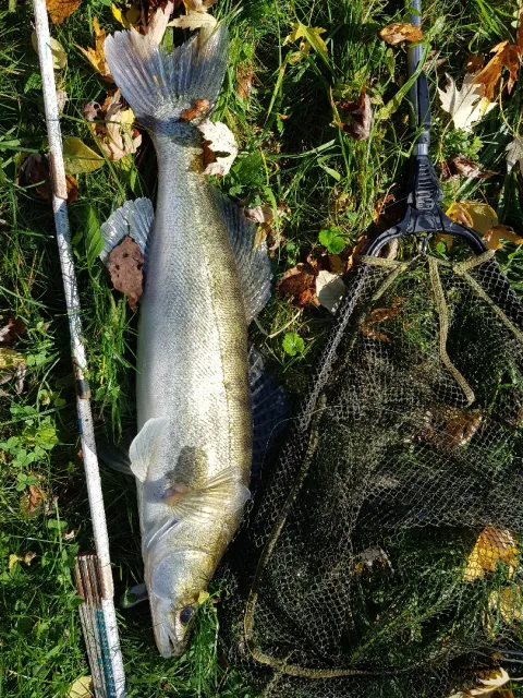 Zander