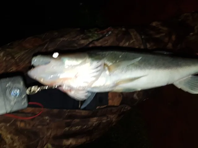 Zander