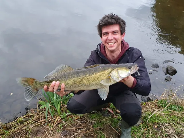 Zander
