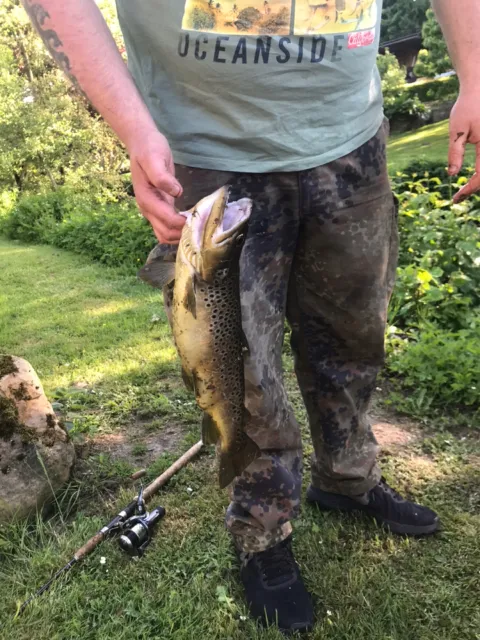 Bachforelle