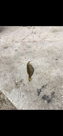 Lippfisch