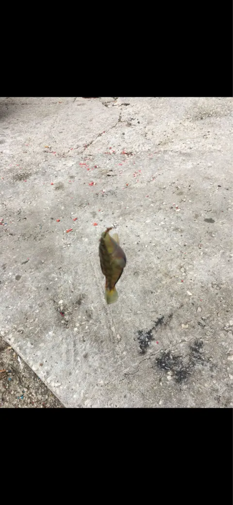 Lippfisch