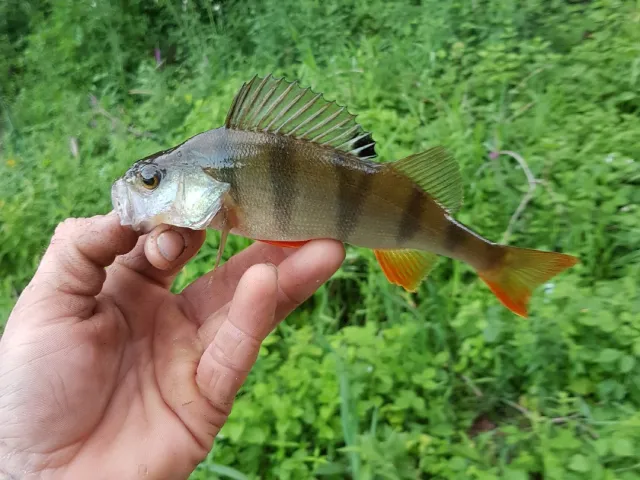 Flussbarsch