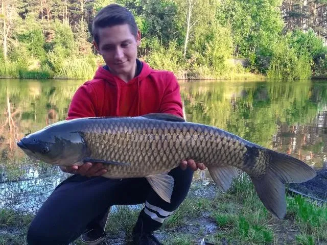Graskarpfen